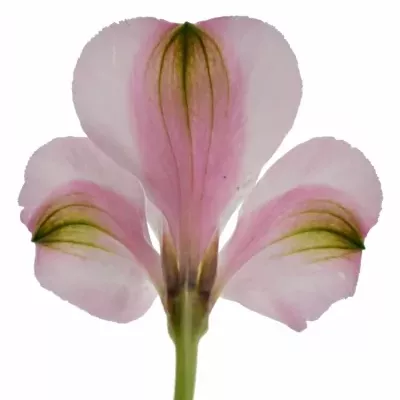 ALSTROEMERIA SEATTLE 68g