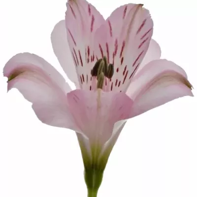 ALSTROEMERIA SEATTLE 68g