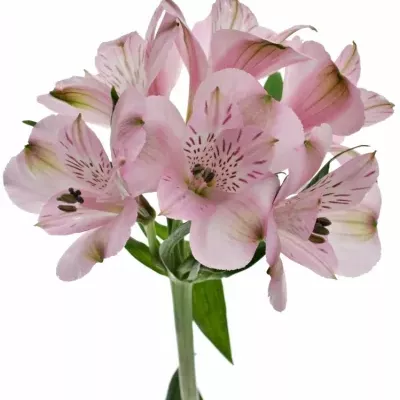 ALSTROEMERIA SEATTLE 68g