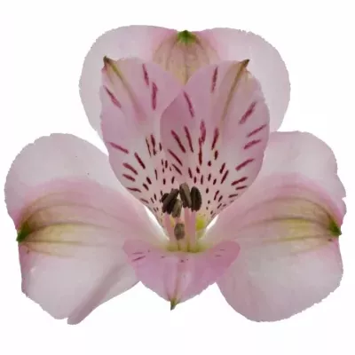 ALSTROEMERIA SEATTLE 68g