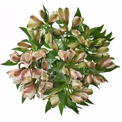 ALSTROEMERIA SEATTLE 68g