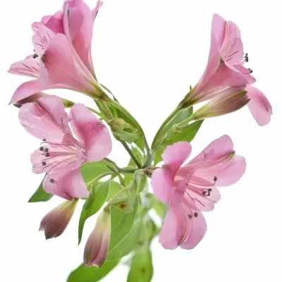 ALSTROEMERIA STRATUS 60g