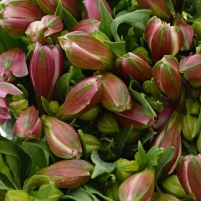 ALSTROEMERIA STRATUS 60g