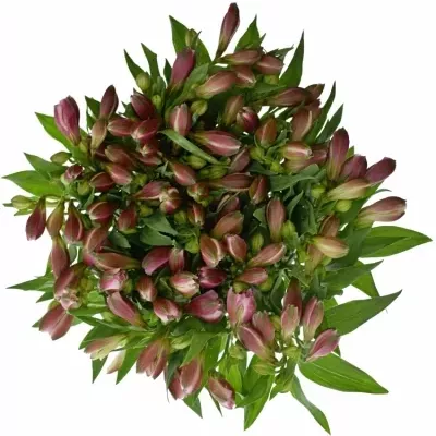 ALSTROEMERIA STRATUS 60g