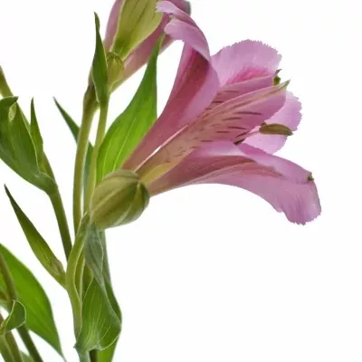 ALSTROEMERIA STRATUS 60g