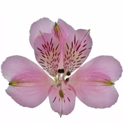 ALSTROEMERIA STRATUS 60g