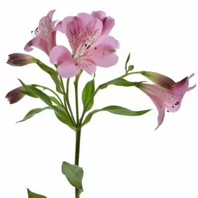 ALSTROEMERIA STRATUS 60g