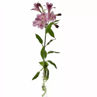 ALSTROEMERIA STRATUS 60g