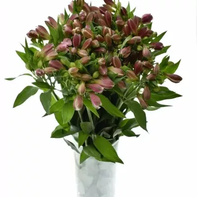 ALSTROEMERIA STRATUS 60g