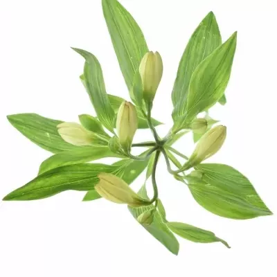 Alstroemeria TONATIUH 145g EX