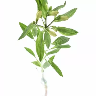 Alstroemeria TONATIUH 145g EX