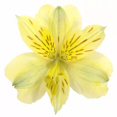 ALSTROEMERIA VOYAGER 