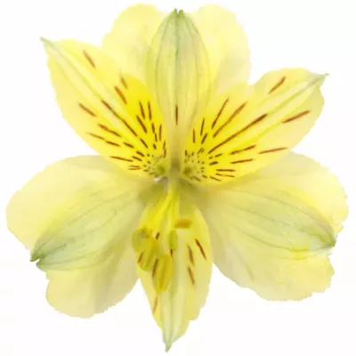 ALSTROEMERIA VOYAGER 