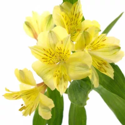 ALSTROEMERIA VOYAGER 