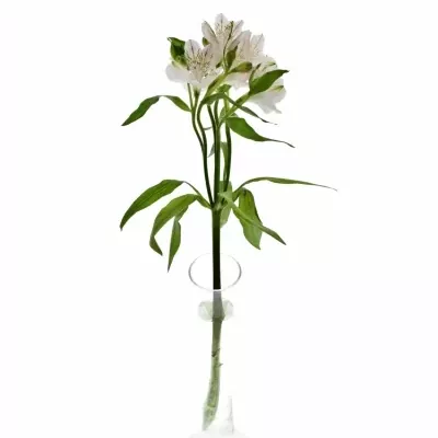 ALSTROEMERIA WONDER SWEET 80g