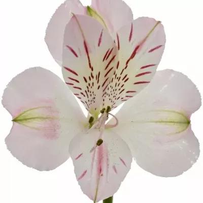 ALSTROEMERIA WONDER SWEET 80g