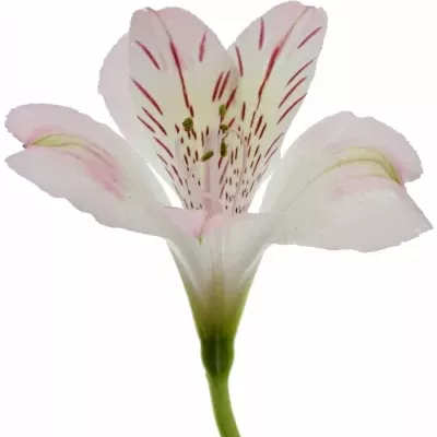 ALSTROEMERIA WONDER SWEET 80g