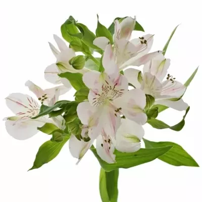 ALSTROEMERIA WONDER SWEET 80g