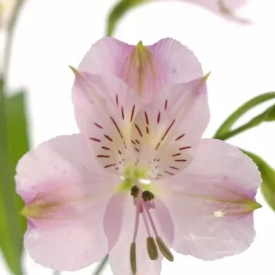 ALSTROMERIA PHOENIX 