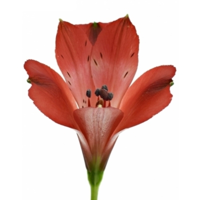 Alstromeria RUMBA 70g