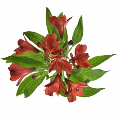 Alstromeria RUMBA 70g