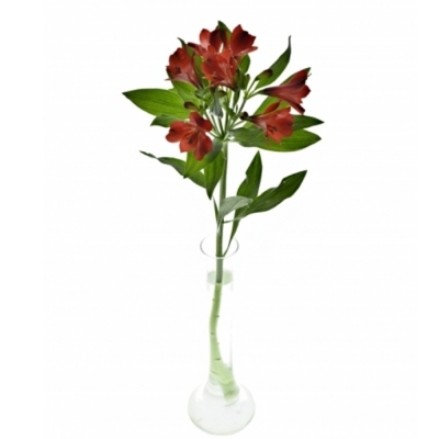 Alstromeria RUMBA 70g