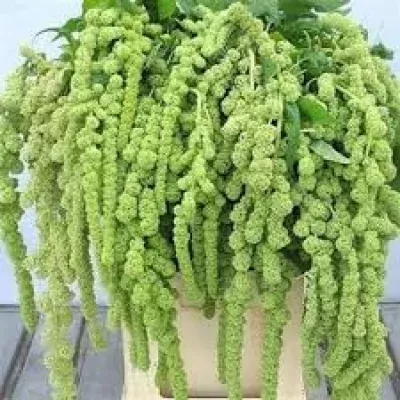 Amaranthus CAUDATUS CYCLOOP