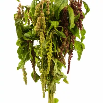 Amaranthus CAUDATUS MIRA 75cm