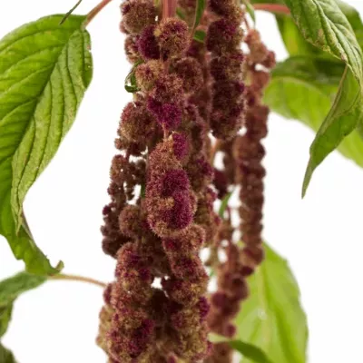 Amaranthus CAUDATUS MIRA 75cm