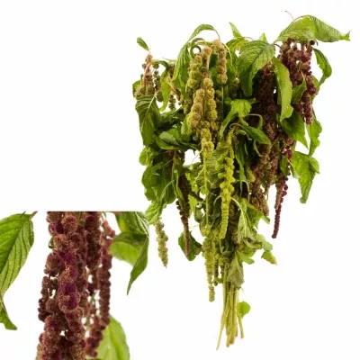 Amaranthus CAUDATUS MIRA 75cm