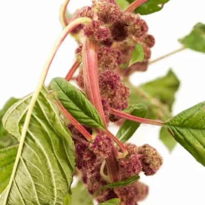 Amaranthus CAUDATUS MIRA 75cm