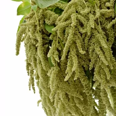 Amaranthus CAUDATUS VIRIDIS 80cm