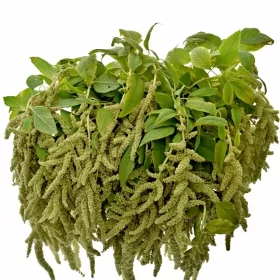 Amaranthus CAUDATUS VIRIDIS 80cm