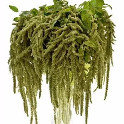 Amaranthus CAUDATUS VIRIDIS 80cm