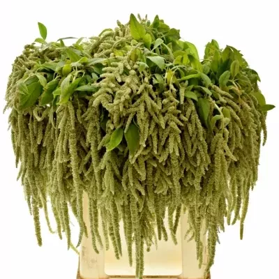 Amaranthus CAUDATUS VIRIDIS 80cm