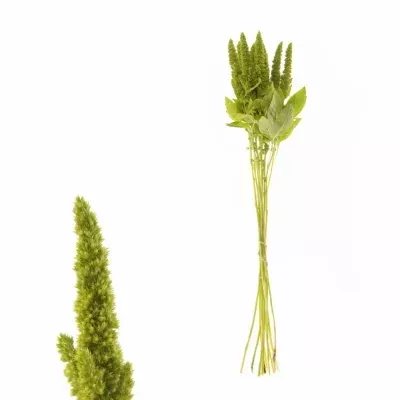 AMARANTHUS GREEN