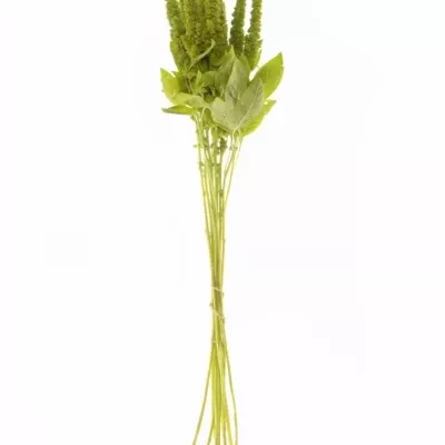 AMARANTHUS GREEN