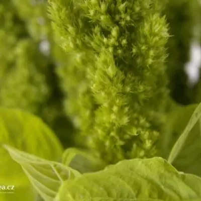 AMARANTHUS GREEN