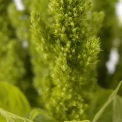 AMARANTHUS GREEN