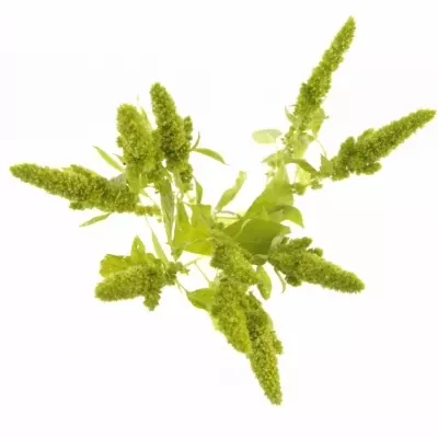 AMARANTHUS GREEN