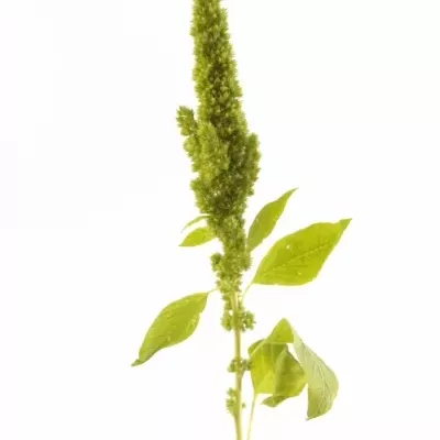 AMARANTHUS GREEN