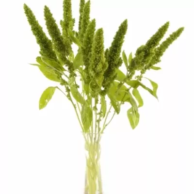 AMARANTHUS GREEN