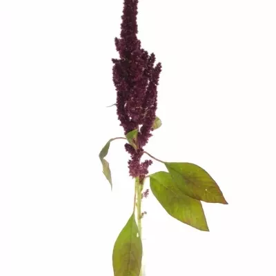 Amaranthus ROOT 