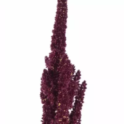 Amaranthus ROOT 