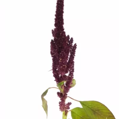 Amaranthus ROOT 