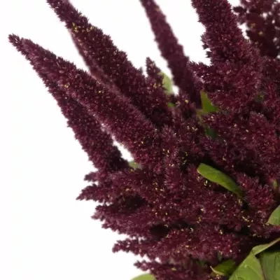 Amaranthus ROOT 