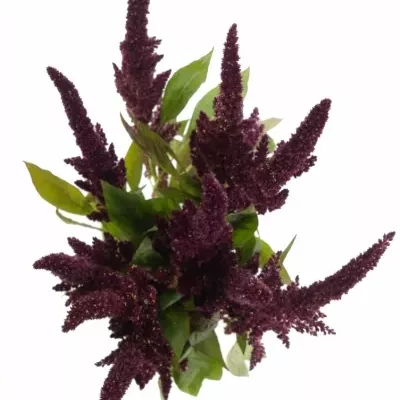 Amaranthus ROOT 