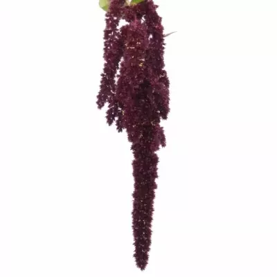 Amaranthus ROOT 