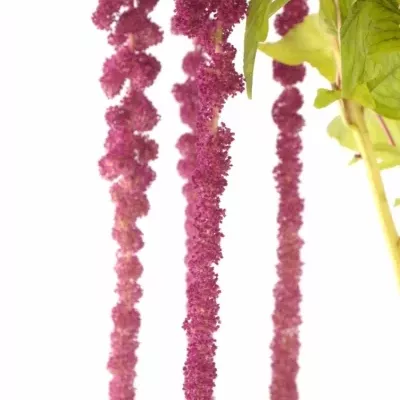 Amaranthus ROSARY 75cm