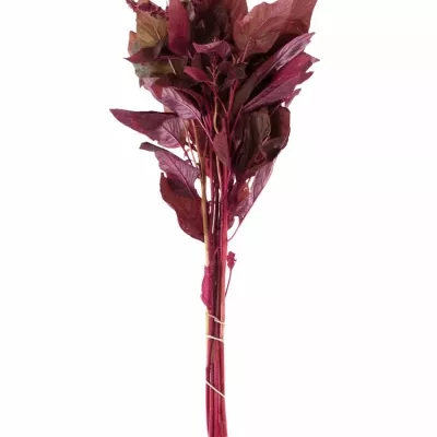 Amaranthus VELVET 60cm